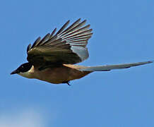 Iberian Magpie