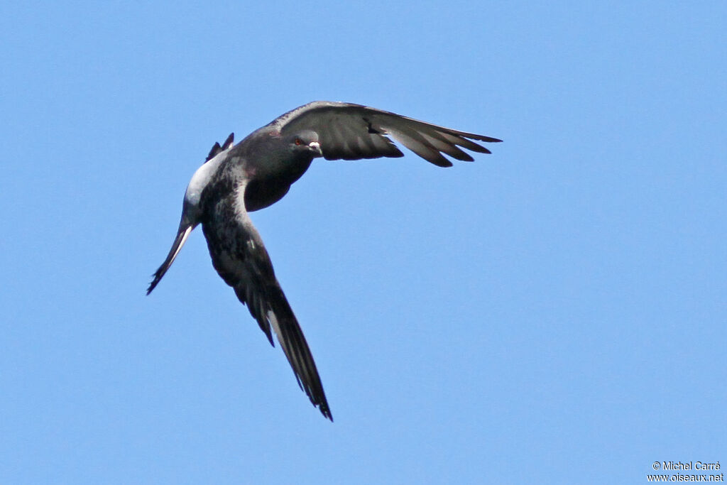 Rock Dove