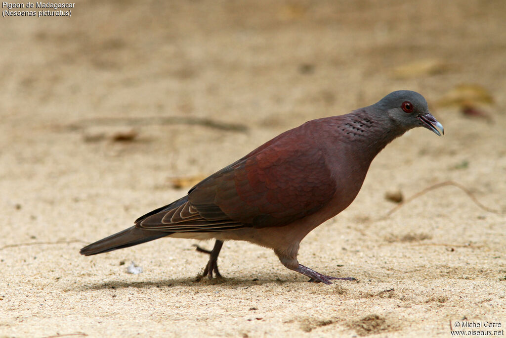 Malagasy Turtle Dove