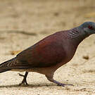 Pigeon de Madagascar