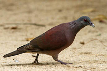 Pigeon de Madagascar