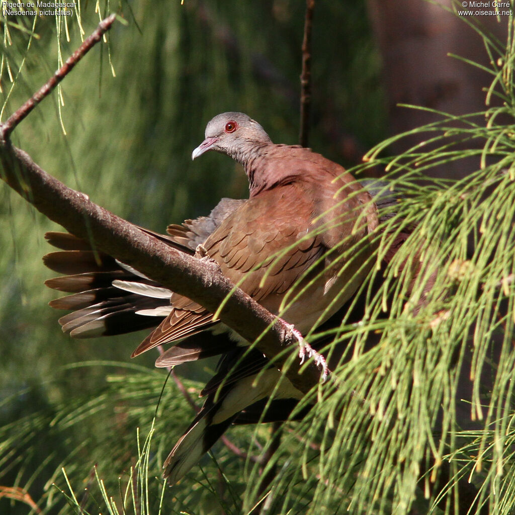 Pigeon de Madagascar 