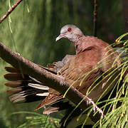 Malagasy Turtle Dove