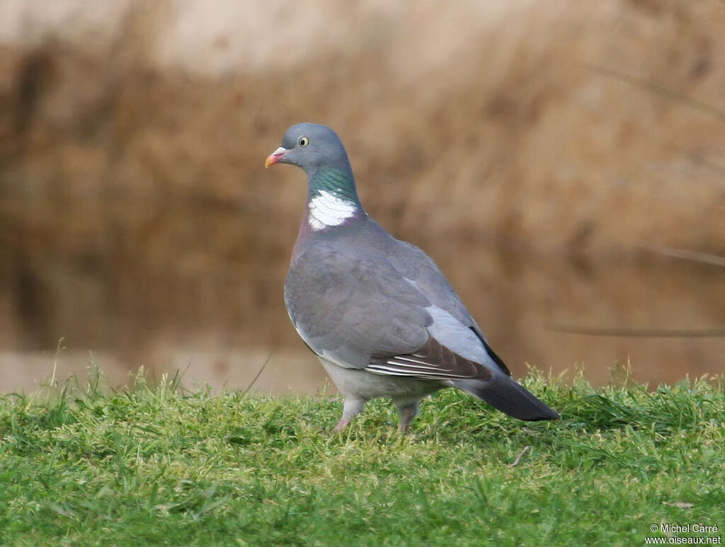 Common Wood Pigeon