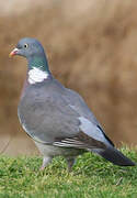 Common Wood Pigeon