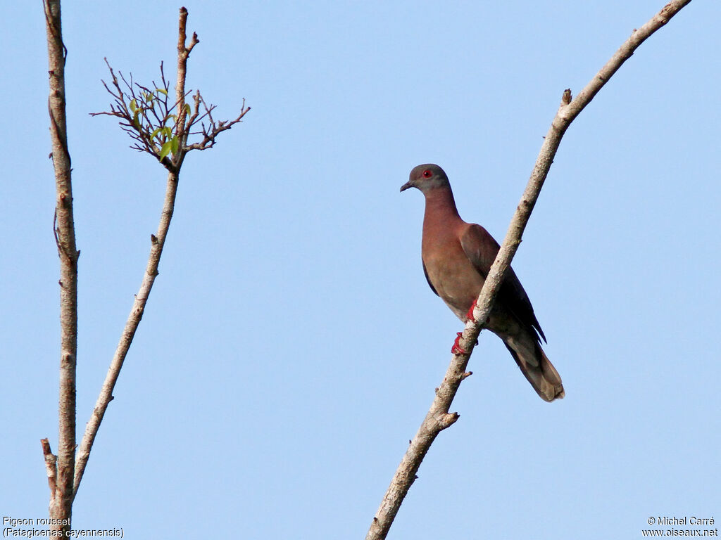 Pigeon rousset