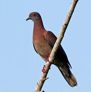 Pale-vented Pigeon