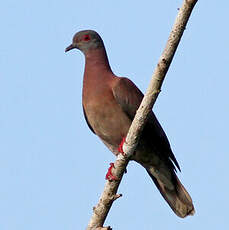 Pigeon rousset