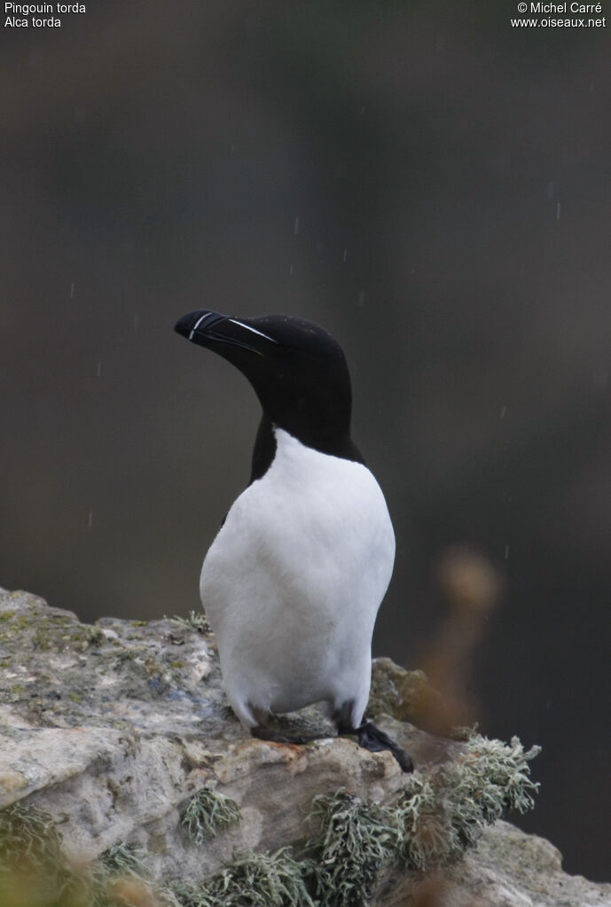 Pingouin tordaadulte