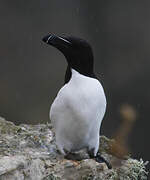 Razorbill