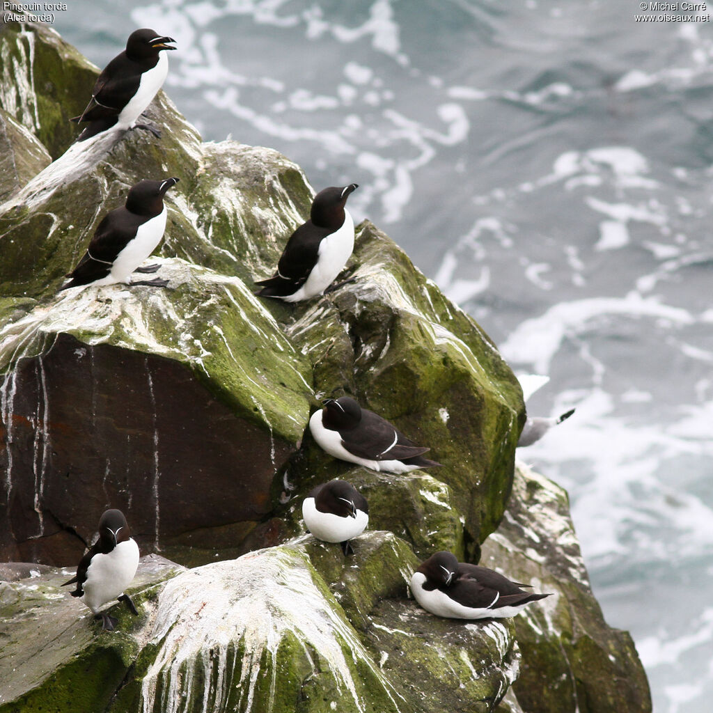 Pingouin tordaadulte nuptial