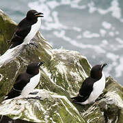 Razorbill