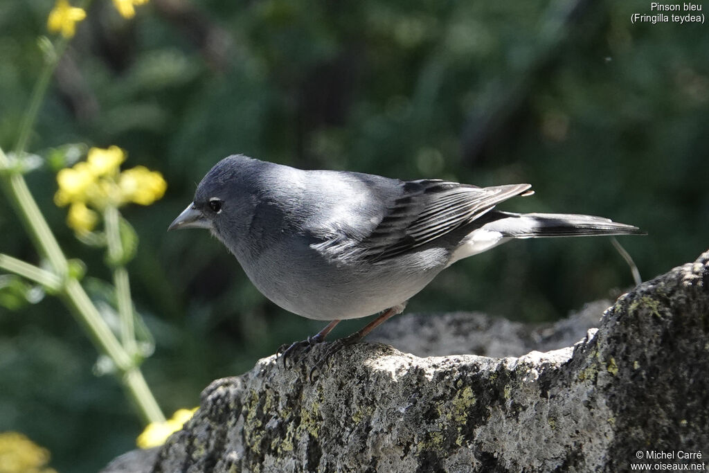 Tenerife Blue Chaffinch male adult breeding