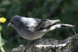 Tenerife Blue Chaffinch