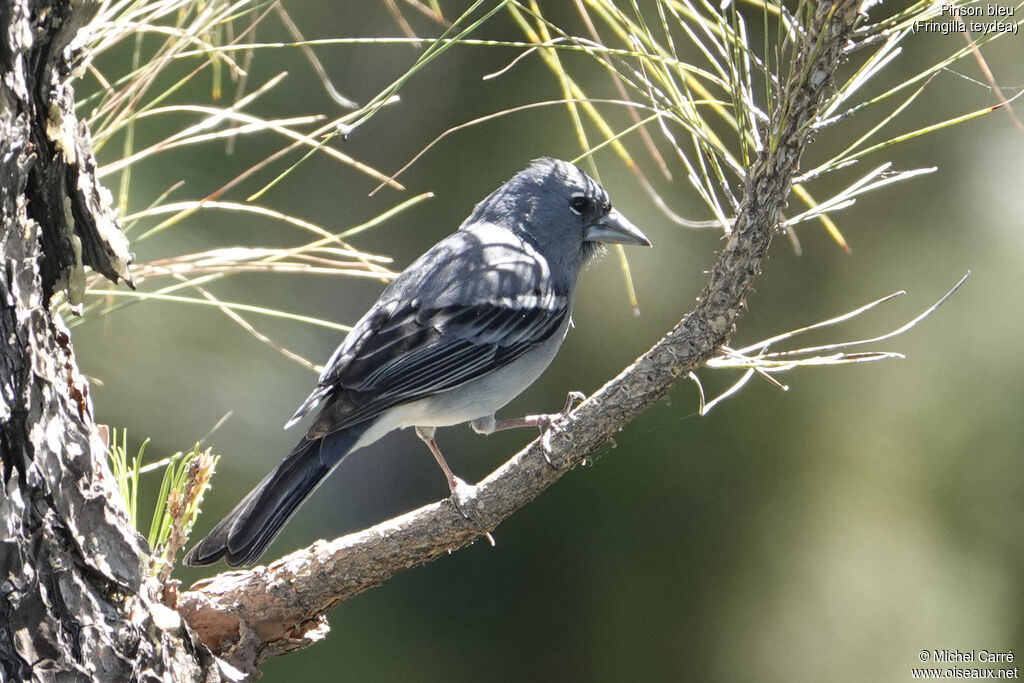 Tenerife Blue Chaffinch male adult breeding