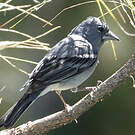 Pinson bleu