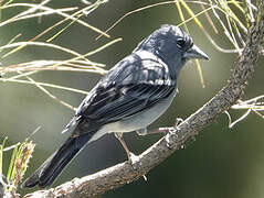 Tenerife Blue Chaffinch