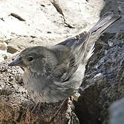 Tenerife Blue Chaffinch