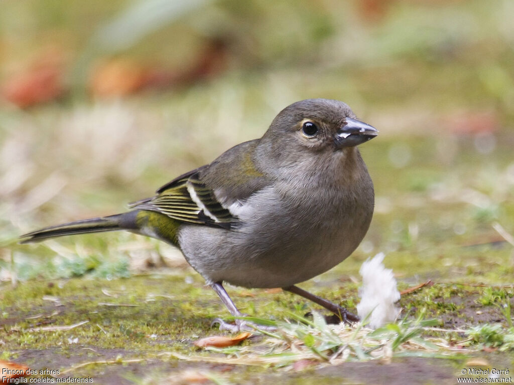 Pinson des arbres femelle adulte, identification