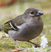 Eurasian Chaffinch