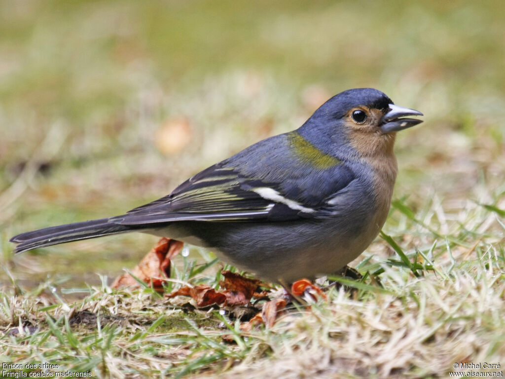 Pinson des arbres mâle adulte nuptial, identification