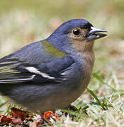 Common Chaffinch