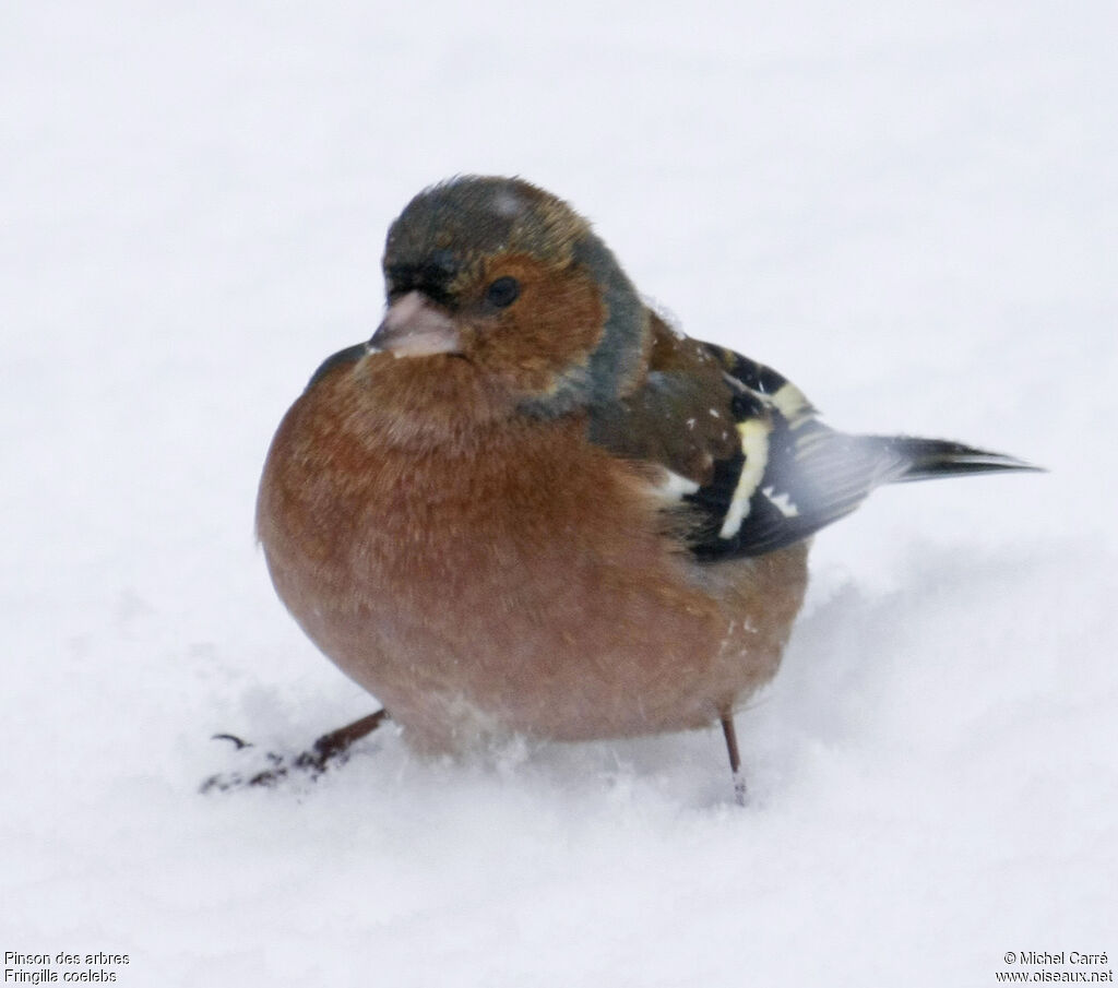 Common Chaffinch male adult