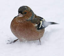 Eurasian Chaffinch