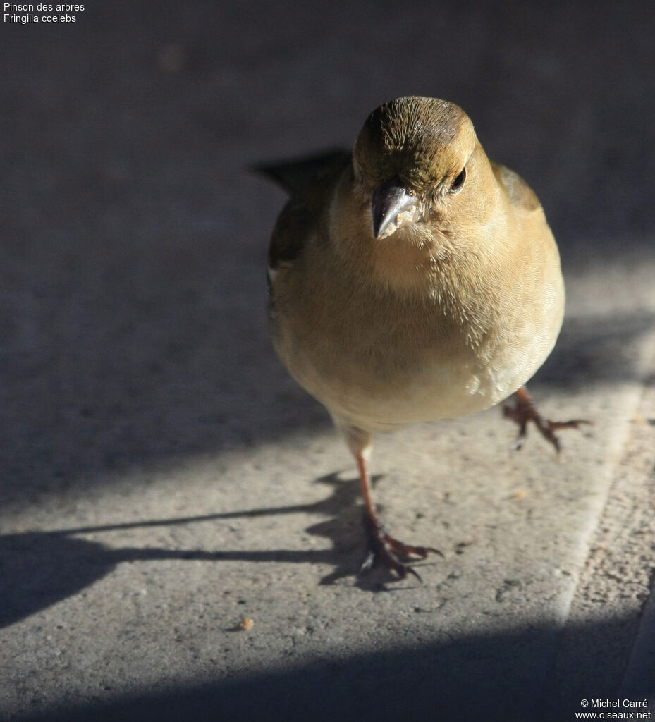 Eurasian Chaffinch female adult