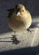 Eurasian Chaffinch