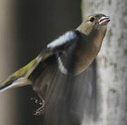 Eurasian Chaffinch