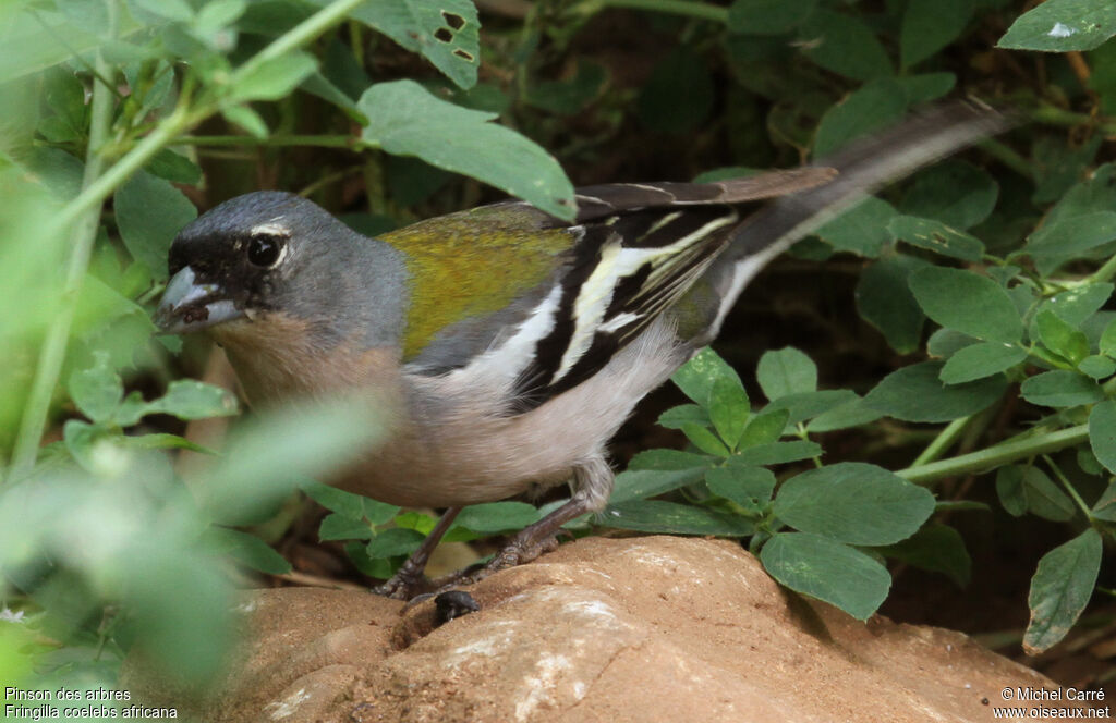 Eurasian Chaffinch male adult breeding