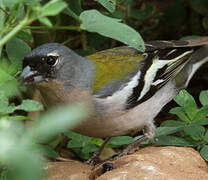 Common Chaffinch