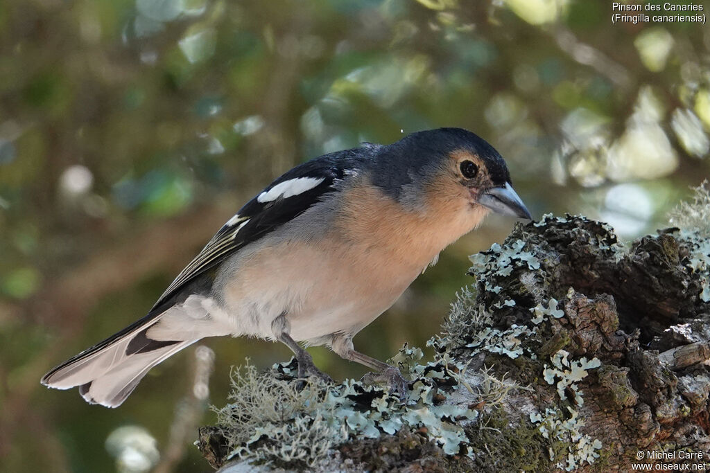 Canary Islands Chaffinch male adult breeding