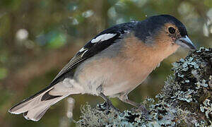 Canary Islands Chaffinch