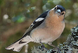 Canary Islands Chaffinch