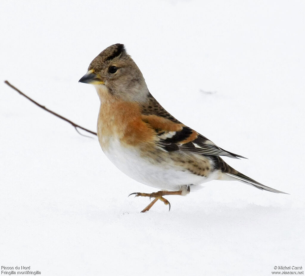 Brambling female adult post breeding