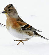 Brambling