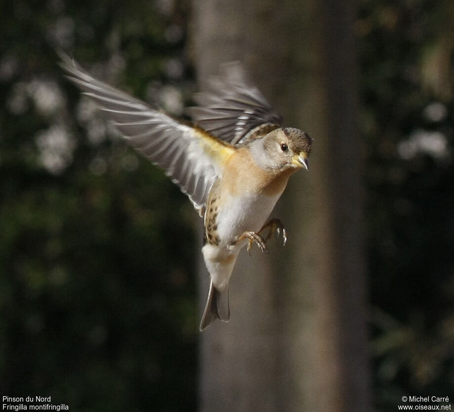 Brambling female adult post breeding, Flight