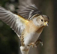 Brambling