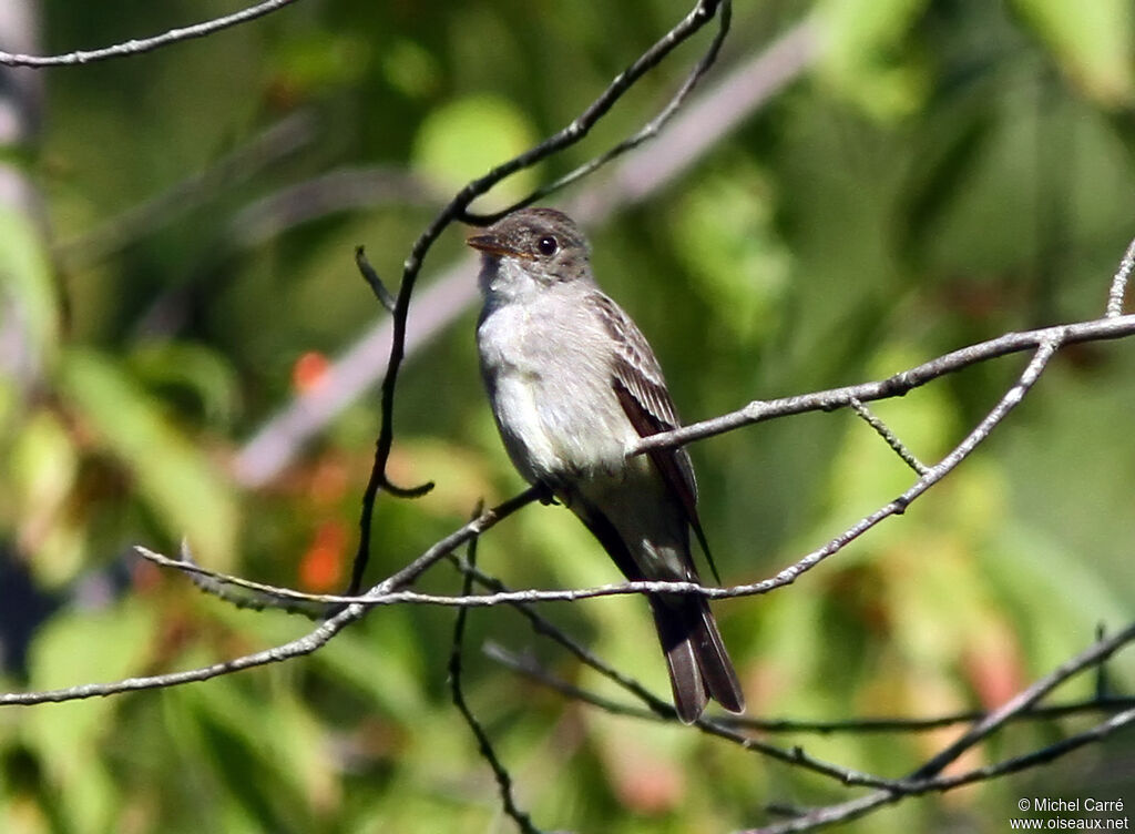 Eastern Wood Pewee