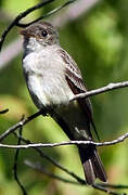 Eastern Wood Pewee