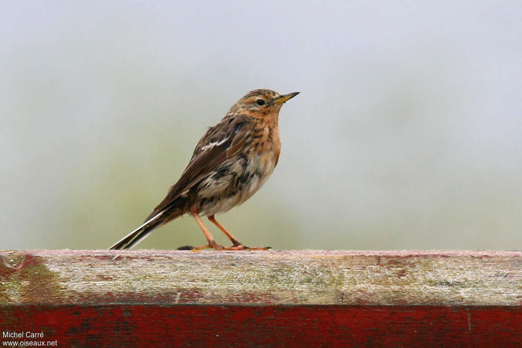 Pipit à gorge rousse mâle adulte transition, identification