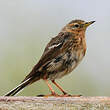 Pipit à gorge rousse