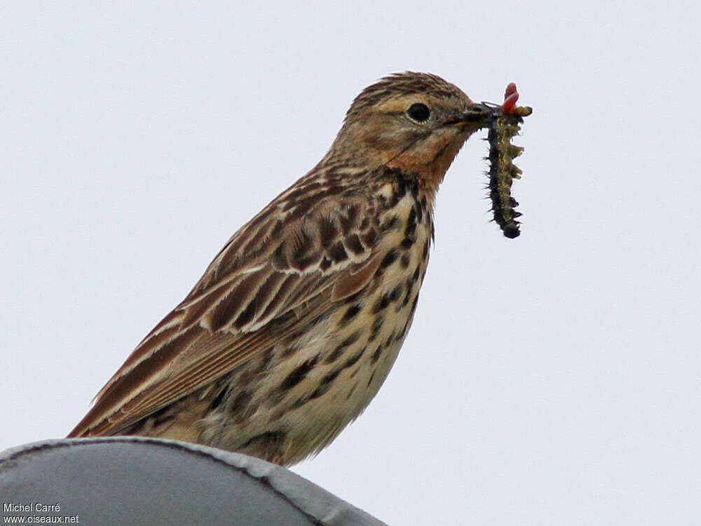 Red-throated Pipit female adult, feeding habits, Reproduction-nesting