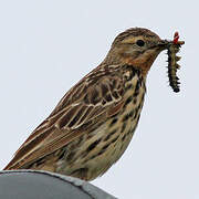 Pipit à gorge rousse