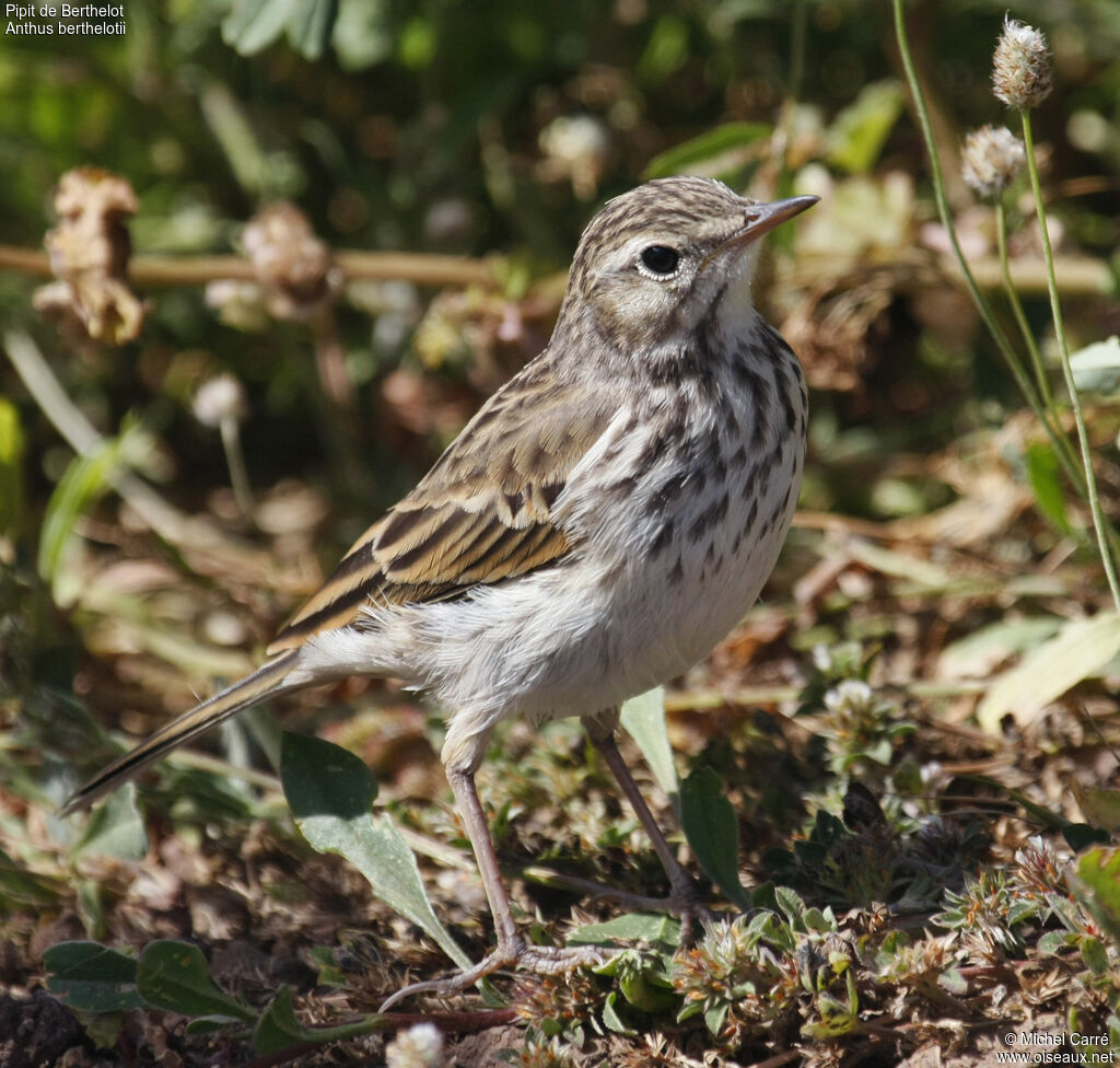 Pipit de Berthelotadulte nuptial