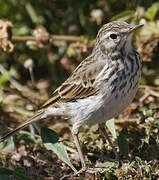 Berthelot's Pipit