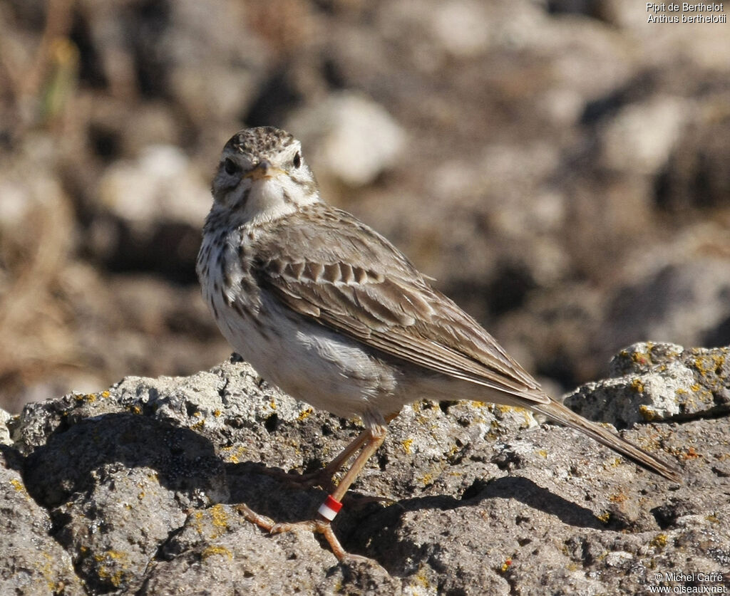 Pipit de Berthelot