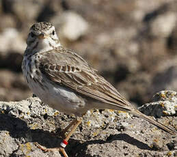 Pipit de Berthelot